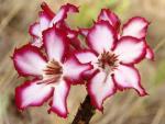 Impala Lily Kruger National Park South Africa