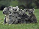 Koala Conga Australia