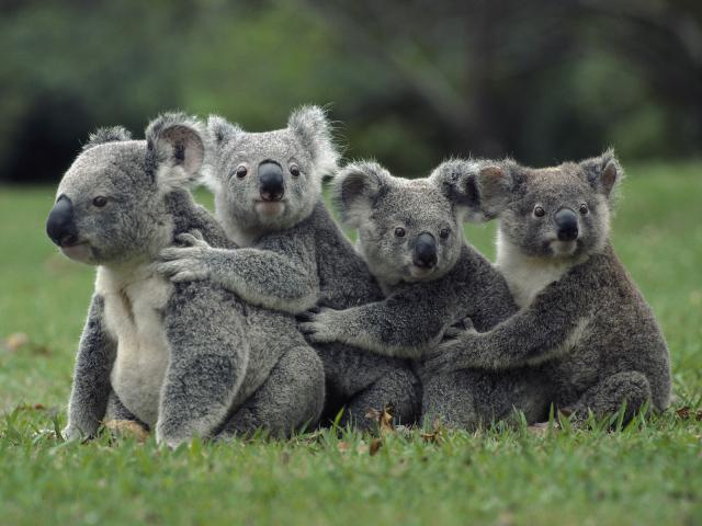 Koala Conga Australia