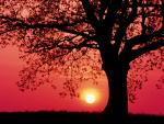 Oak Tree at Sunset in Spring Germany