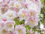 Pink Apple Blossoms