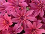 Pink Mountain Azaleas