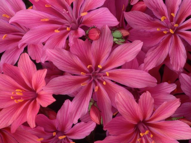 Pink Mountain Azaleas