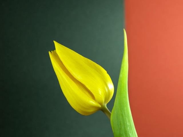 Single Tulip