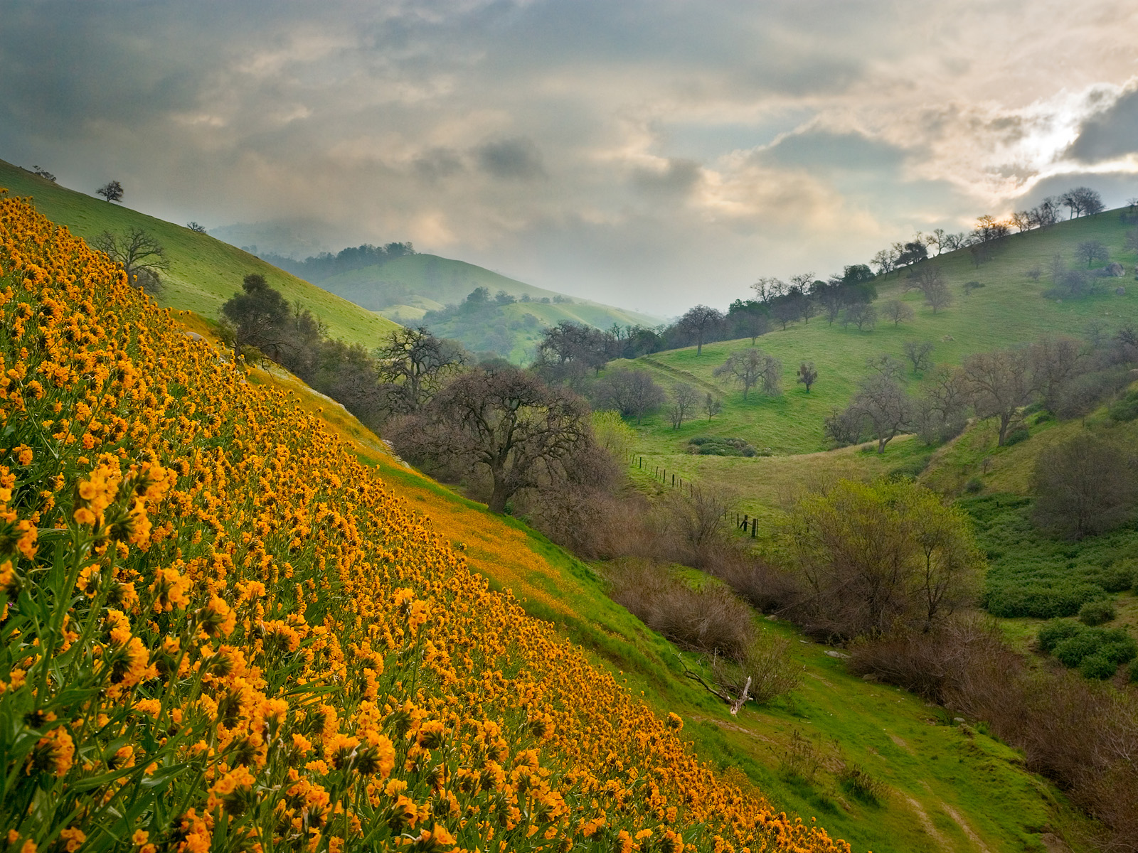 Softly Spring Fiddlenecks Bakersfield California
