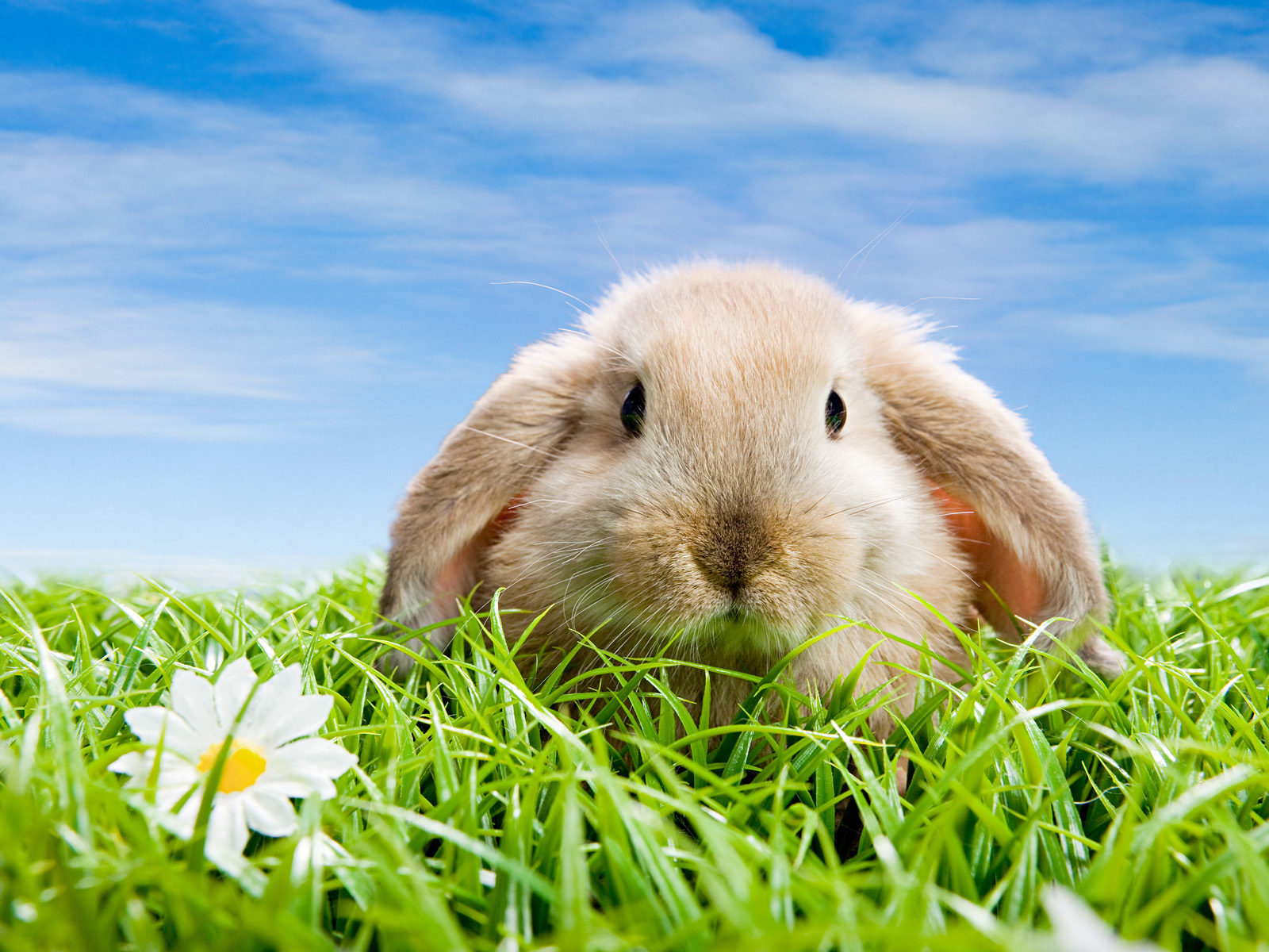 Spring Rabbit