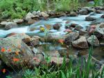 Streamside Bouquet South Fork Bishop Creek Eastern Sierra Nevada California