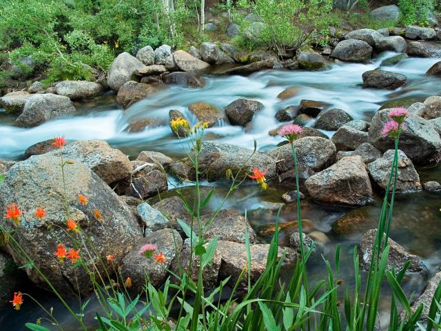 Streamside Bouquet South Fork Bishop Creek Eastern Sierra Nevada California