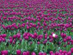 Tulips in Spring Skagit Valley Washington
