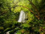 Waterfall in the Forest New Zealand
