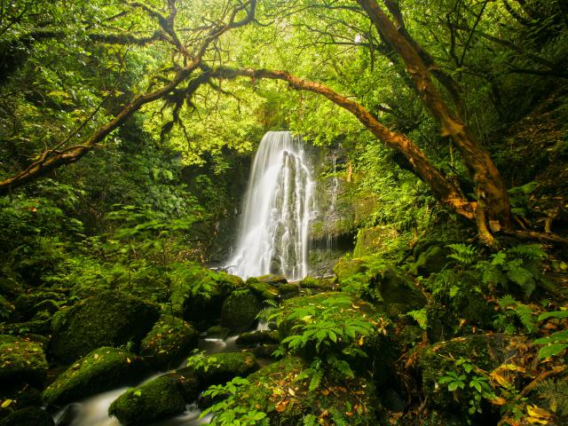 Waterfall in the Forest New Zealand