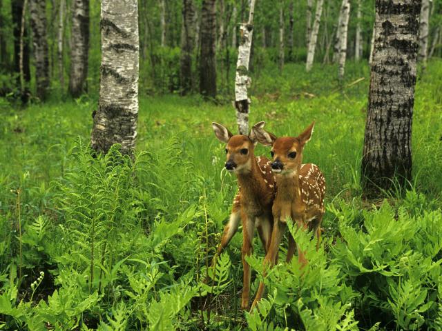 White-Tailed Deer Minnesota