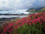 Wild Sweet Peas Growing Near Matanuska Glacier Alaska