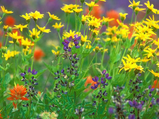 Wildflowers in a Field Olympic National Park Washington