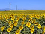 Wind Turbines Colorado