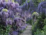 Wisteria Weinheim Germany