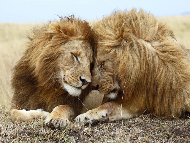 Affectionate Lions, Masai Mara National Reserve, Kenya