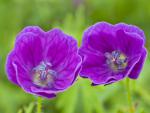 Bloody Cranesbills, Peak District, Derbyshire, England
