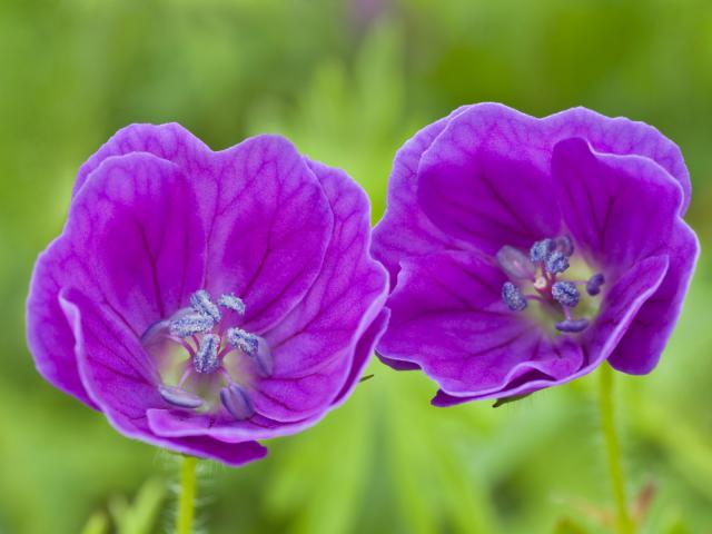 Bloody Cranesbills, Peak District, Derbyshire, England