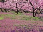 Blossoming Henbit, Peach Farm, Fuefuki, Japan