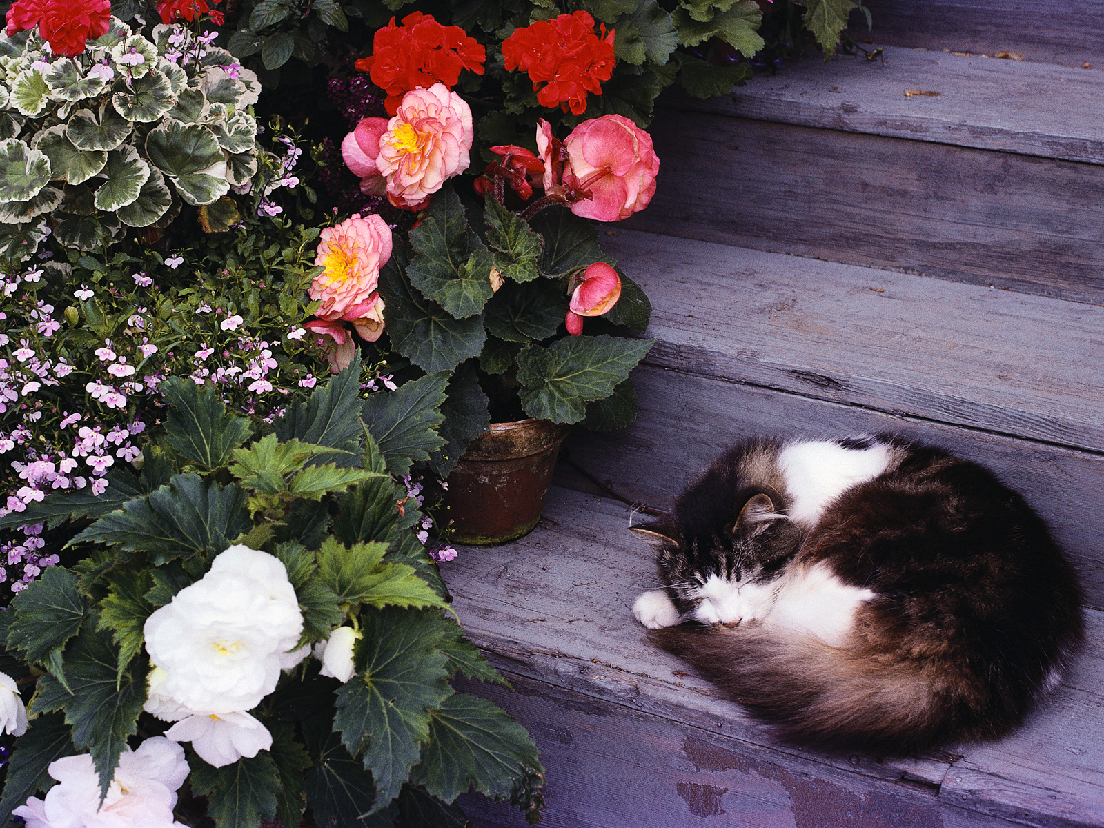 Calico Cat Nap