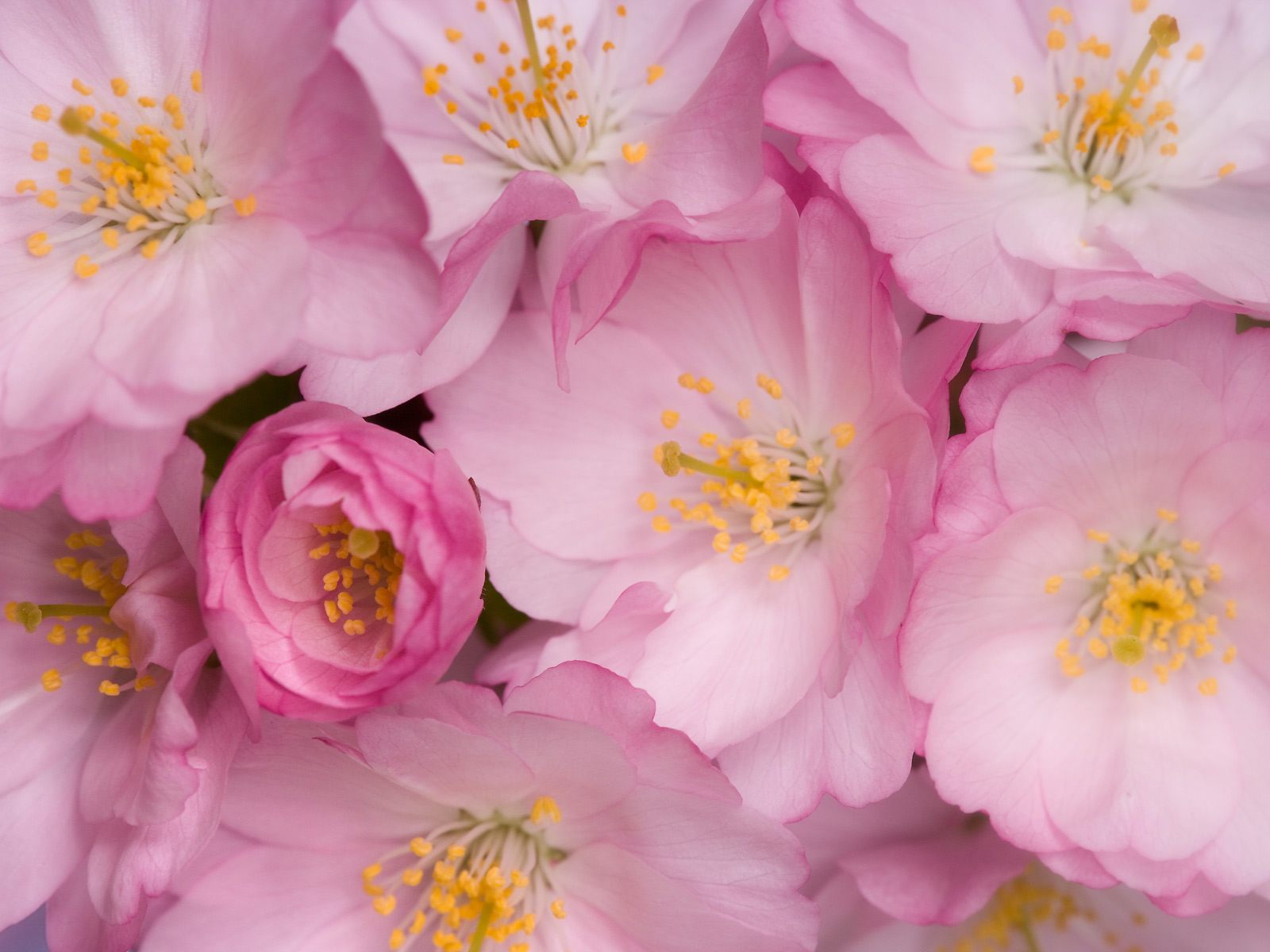 Cherry Blossoms