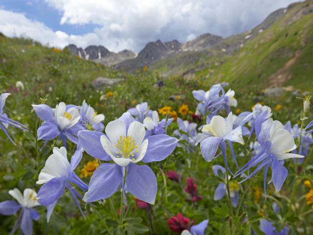 Colorado Blue Columbines, American Basin, Colorado