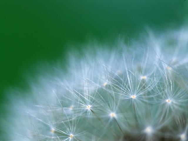 Dandelion Detail