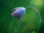 Dewy Globe Lily