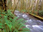 Running Wild, Hughes Creek, Olympic National Park, Washington