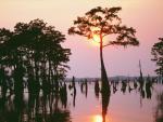 Atchafalaya Bayou, Louisiana