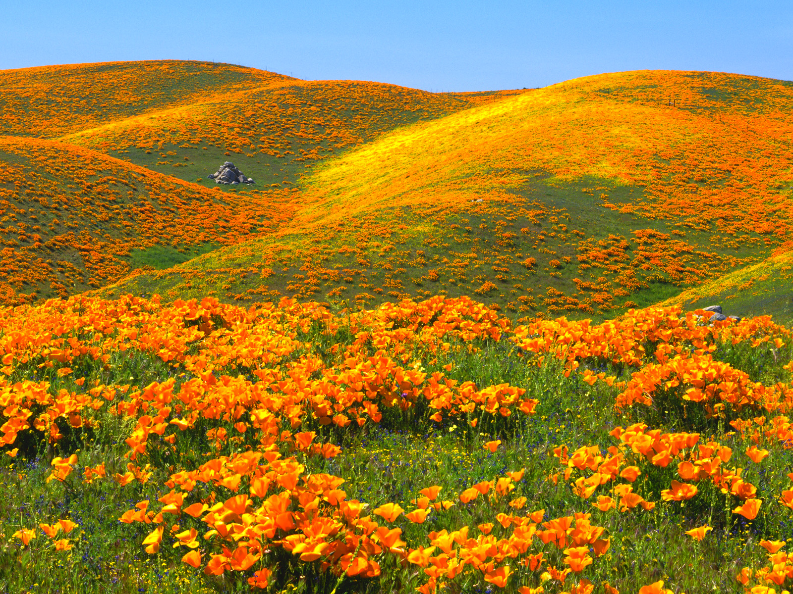 California Poppies and Rolling Hills Antelope Valley California