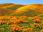 California Poppies and Rolling Hills Antelope Valley California