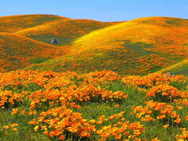 California Poppies and Rolling Hills Antelope Valley California