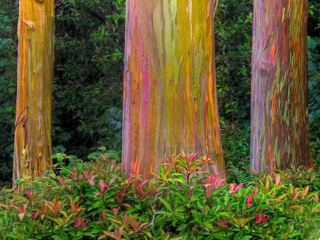 Eucalyptus Groove Along Hana Highway Maui Hawaii