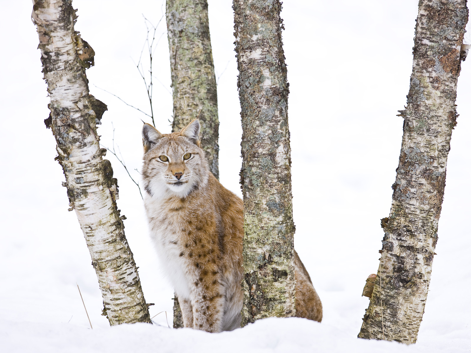 Eurasian Lynx Finland