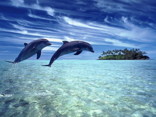 Leaping Dolphins Cook Islands