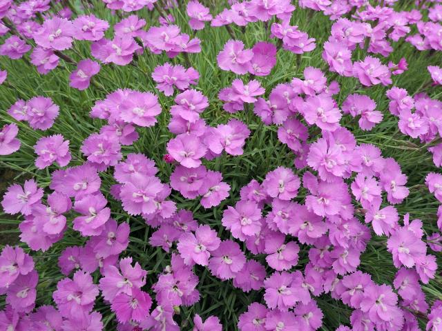 Pink Dianthus Garden Bavaria Germany