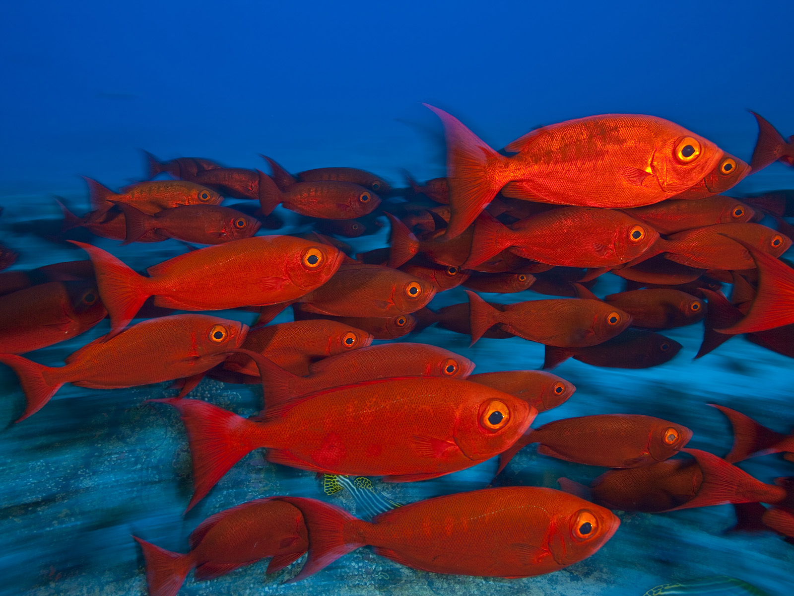 School of Goggle-Eyes Maldives