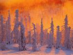 Snow-Covered Bavarian Forest Germany