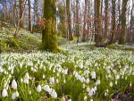 Snowdrops Dumfries Scotland