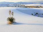 Soaptree Yucca and Gypsum Sand White Sands National Monument New Mexico