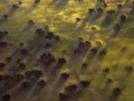 Trees in Morning Mist Santa Rosa Valley California