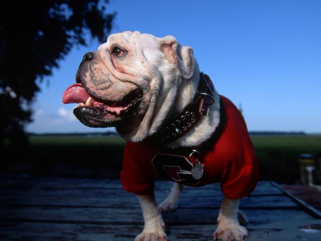 Uga V Mascot of the University of Georgia