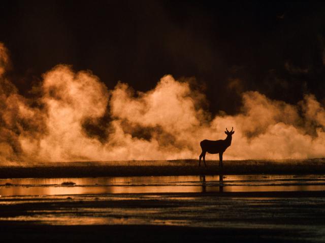 Wapiti Lower Geyser Basin Yellowstone National Park Wyoming