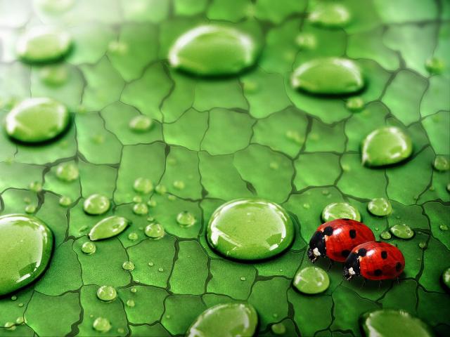 Dew Drops and Ladybugs