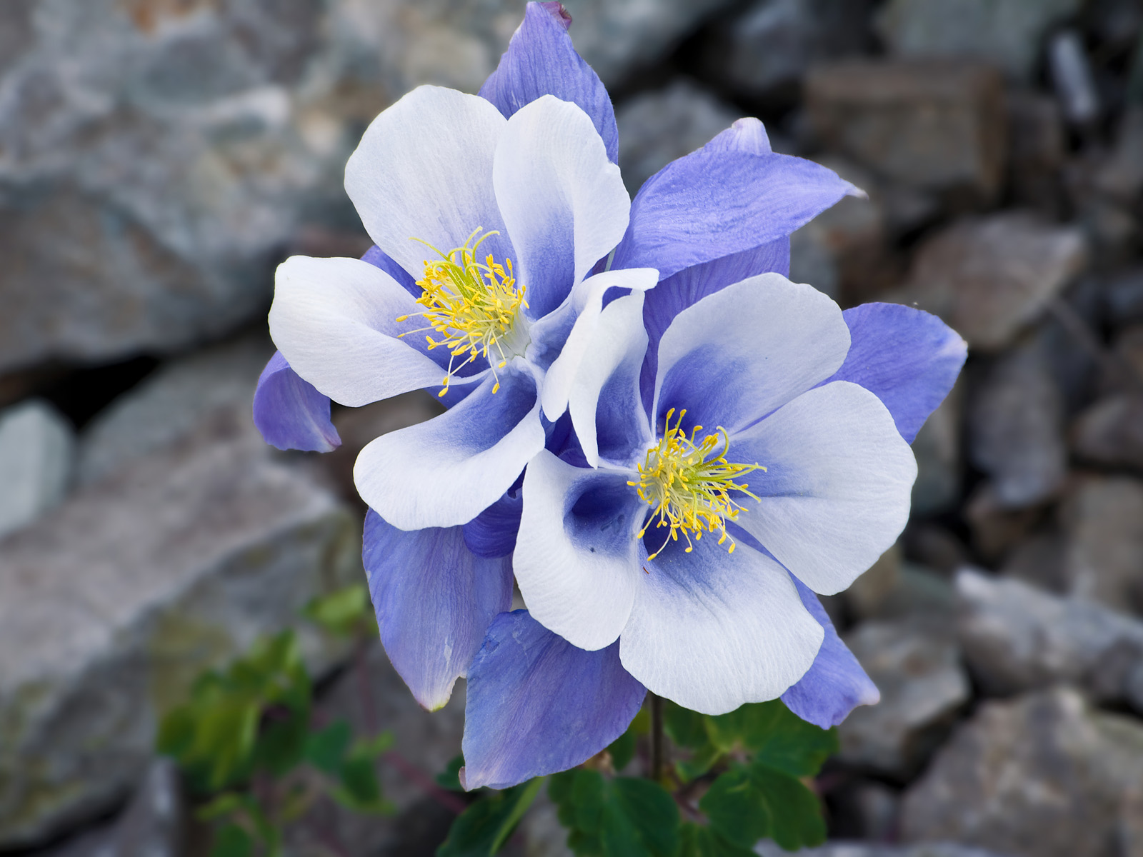 s State Flower