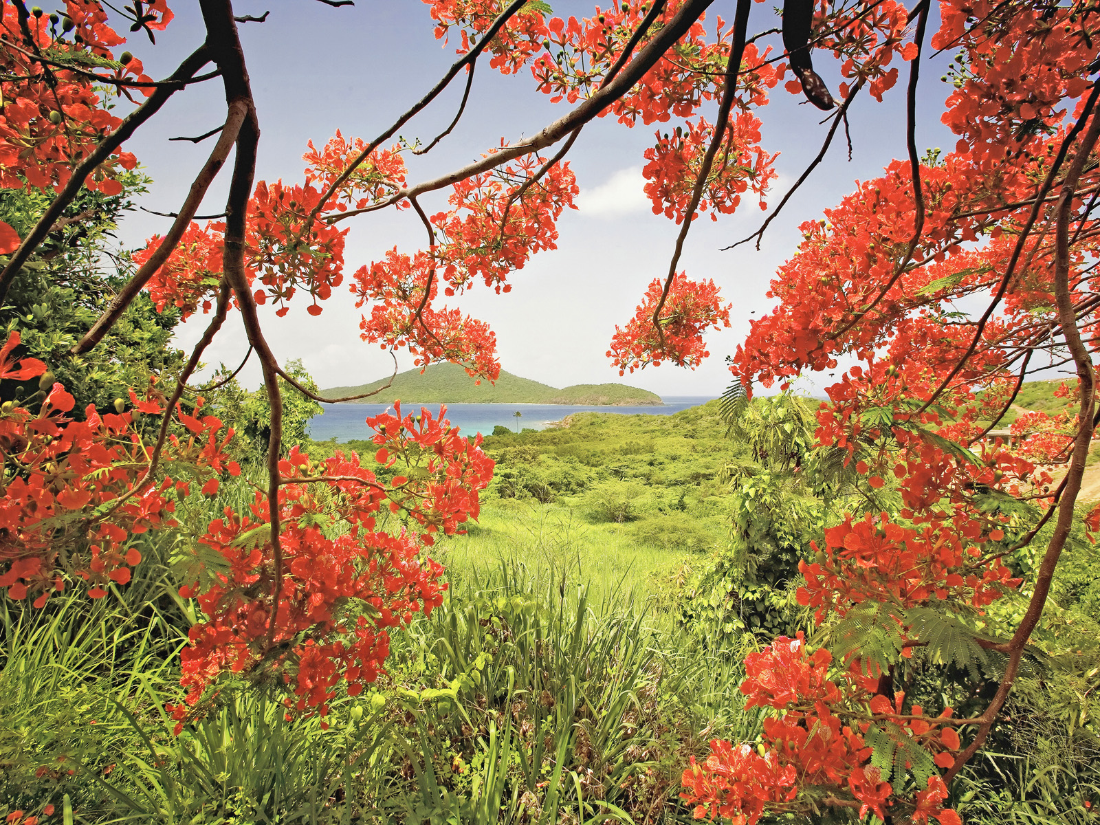Tamarind Bay Viewed Through a Flamboyant Tree, Culebra Island, Puerto Rico