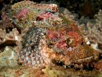 Thai Tassled Scorpionfish