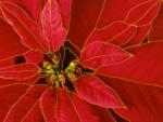 Christmas Poinsettia